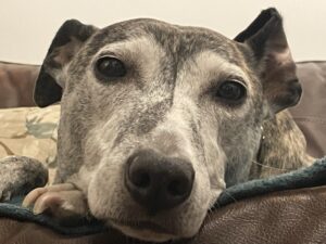 Close up photo of a brindle whippet dog's face to illustrate how cute dogs can enhance a dog-friendly pub.